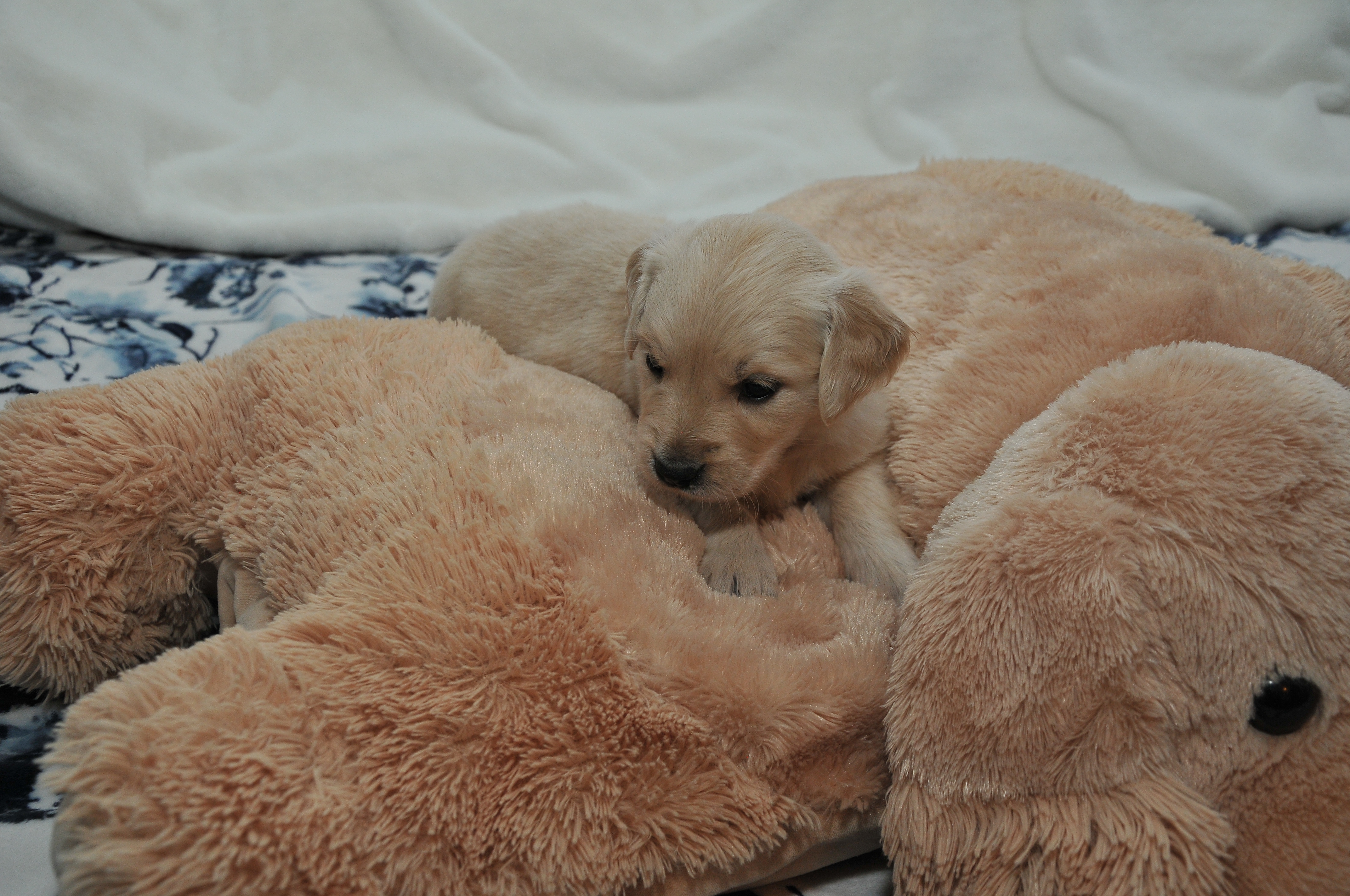 First photo of Asthore Amore, a cute Golden Retriever puppy.